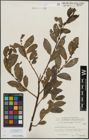 Foto von Salix mielichhoferi Saut.
